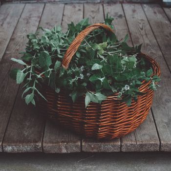 Minted Garden Mojito